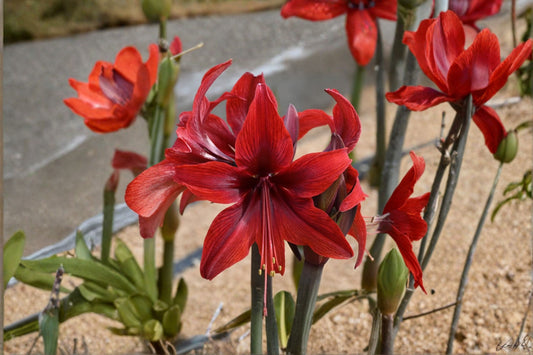 Red Amaryllis Bulbs – Hippeastrum Lily Live Bulbs