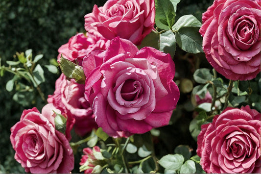 Heirloom Hybrid Tea Rose 10" Live Own-Rooted Plant – Mauve Purple Lavender