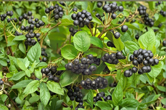Black Chokeberry Live Plant – 1–2 ft Tall – Aronia melanocarpa Fruit Shrub