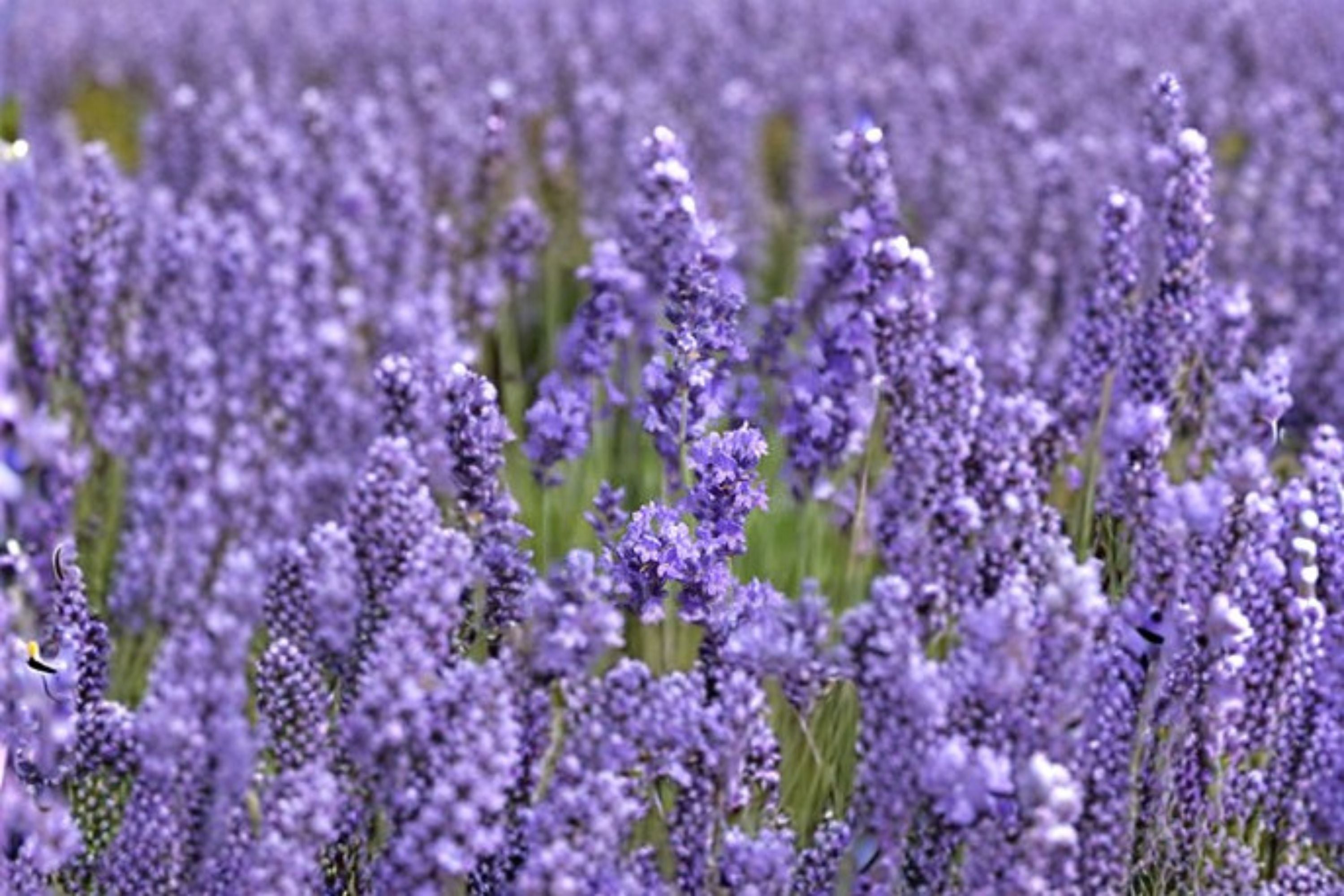 Annet Lavender 1 Plant – Lavandula angustifolia