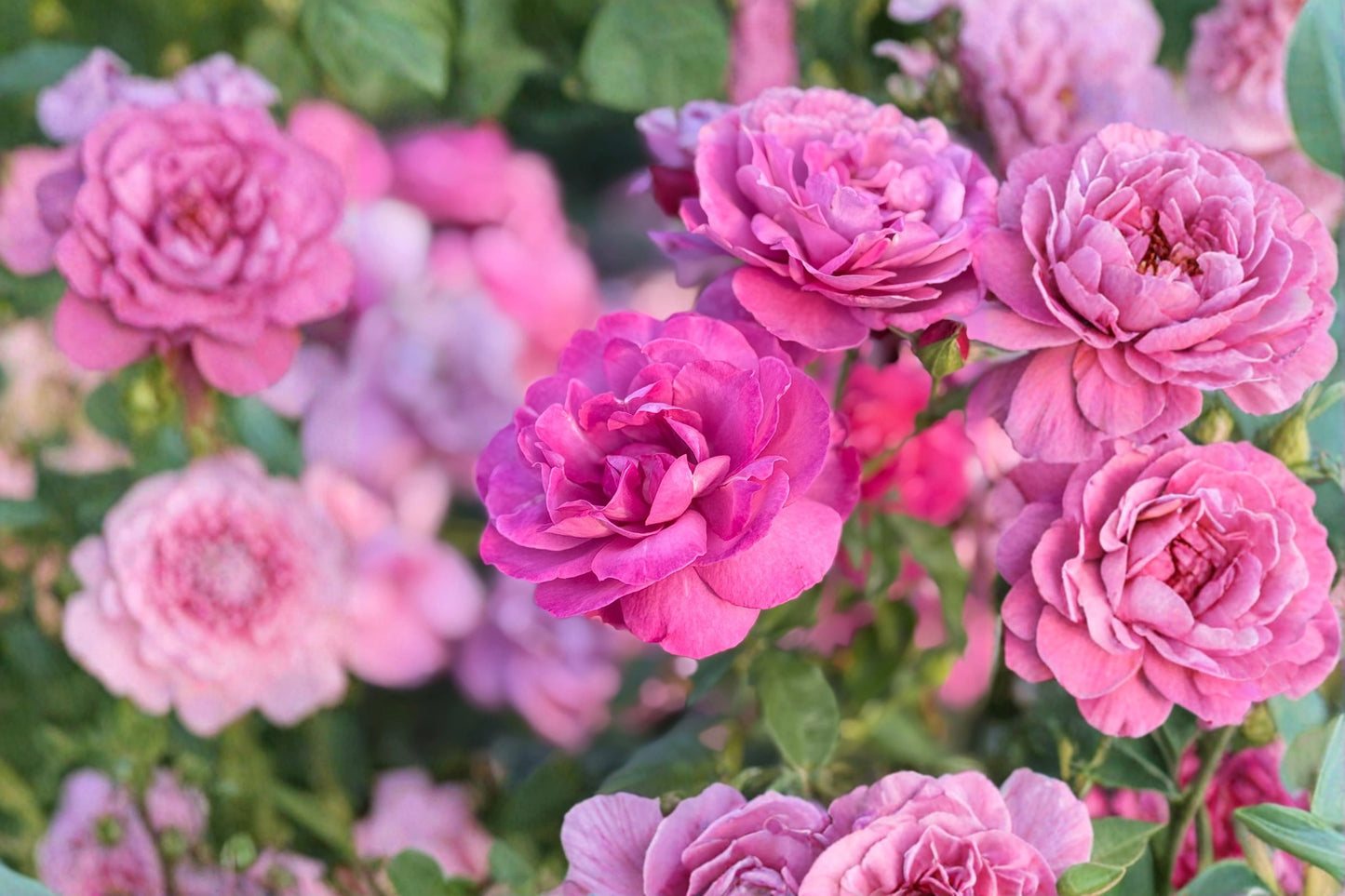 Showcase Heirloom Pink Rose Bare Root Live Plant – 1 Foot – Rosa Heirloom Rose
