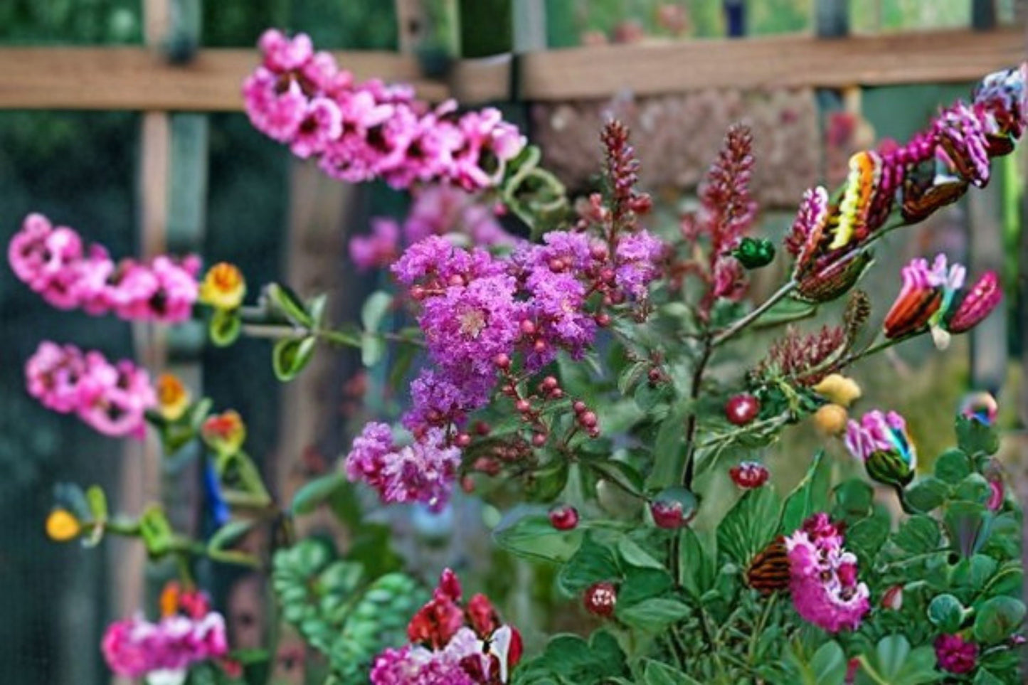 Dark Purple Crape Myrtle Live Plants – 2 Rooted Cuttings – Lagerstroemia indica