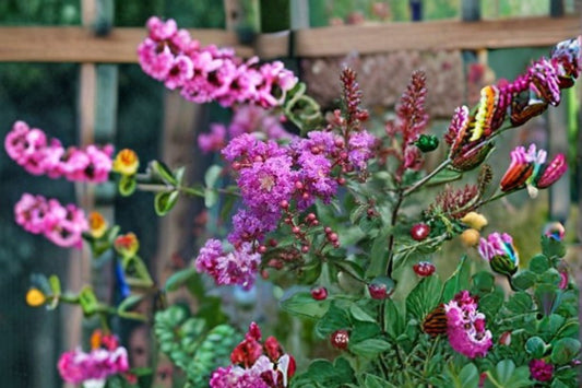 Dark Purple Crape Myrtle Live Plants – 2 Rooted Cuttings – Lagerstroemia indica
