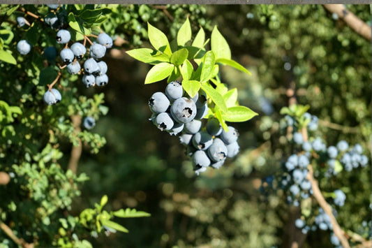 Biloxi Blueberry Live Plant – 2 Year Old Southern Highbush – Vaccinium corymbosum Hybrid