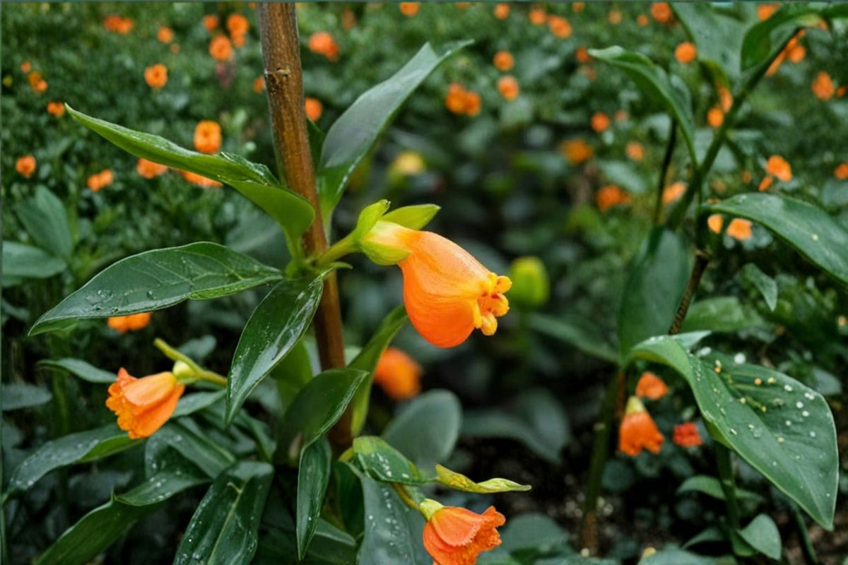 5 Goldfish Plant Cuttings | Nematanthus gregarius | Unrooted Live Cuttings | Orange Flowering Tropical Houseplant | Plant Propagation