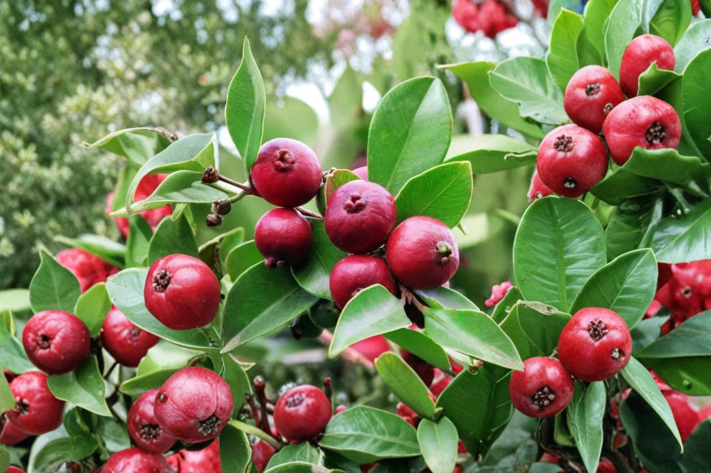 Red Strawberry Guava Live Plant – 18" Tall – 2-Year-Old – Psidium cattleianum