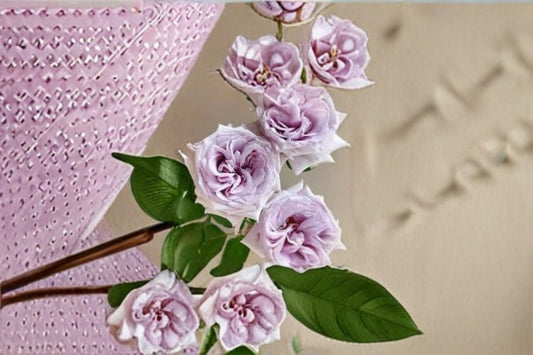 Purple O’Hara Rose Own Root Live Plant 6 Inch Starter – Purple Cut Rose