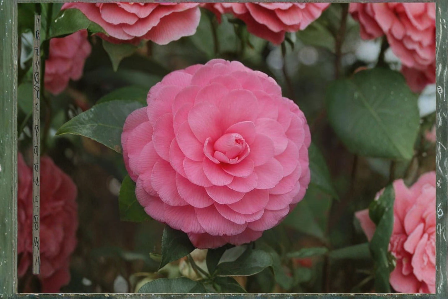 Pink Perfection Camellia Japonica Live Starter Plant – Camellia japonica 'Pink Perfection'