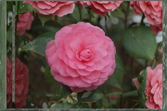 Pink Perfection Camellia Japonica Live Starter Plant – Camellia japonica 'Pink Perfection'
