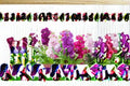 Stock Flower 1 Plant – Matthiola incana