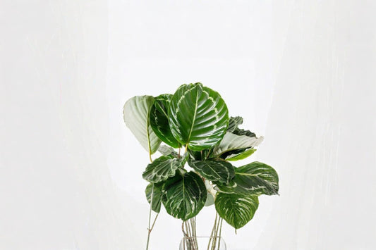 Calathea 'Green Goddess' Live Plant – Indoor & Outdoor Houseplant