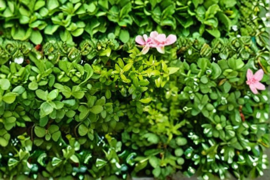 Highlander Boxwood 1 Plant – Buxus sempervirens ‘Highlander’