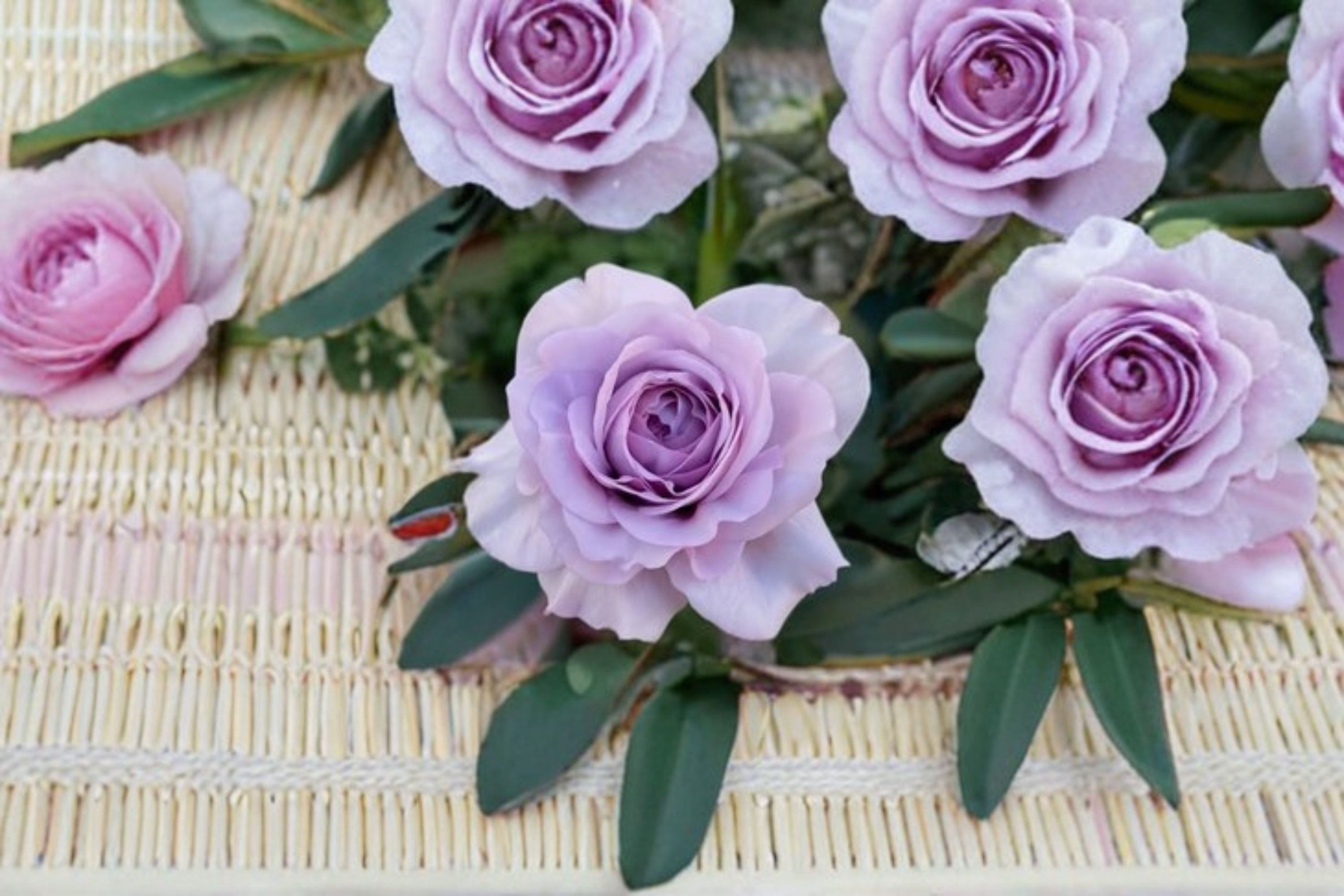 Shinoburedo Rose Live Plant – Japanese Blue Storm Rose