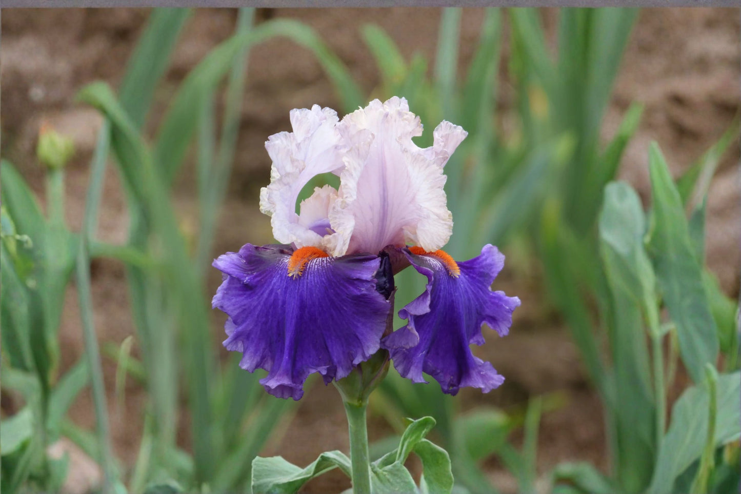 You Grow Girl Iris Live Plant – Lavender Pink White Bearded Iris