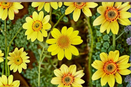 Goldfields Seeds Lasthenia Glabrata Yellow Wildflower Native Annual Meadow Garden Flower Plant California Wildflower 100 Seeds