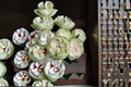 White Kahala Rose Own Root Live Plant – White Fragrant Cut Rose