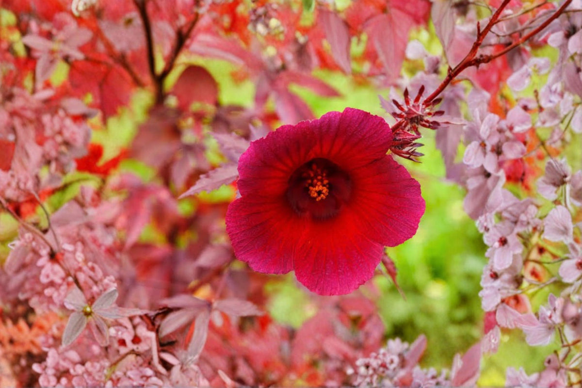 3 Cranberry Hibiscus Live Plants | Tropical Hibiscus Bush | Red Foliage Plant | 4-6 Inch Starter Plants | Outdoor Garden Plant