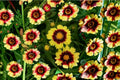 Coreopsis Tickseed 1 Plant – Coreopsis spp.