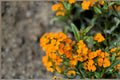 Wormseed Wallflower Plant – Erysimum cheiranthoides