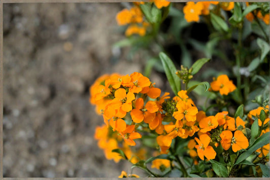 Wormseed Wallflower Plant – Erysimum cheiranthoides