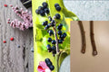 Black Currant 12 Cuttings – Ribes nigrum