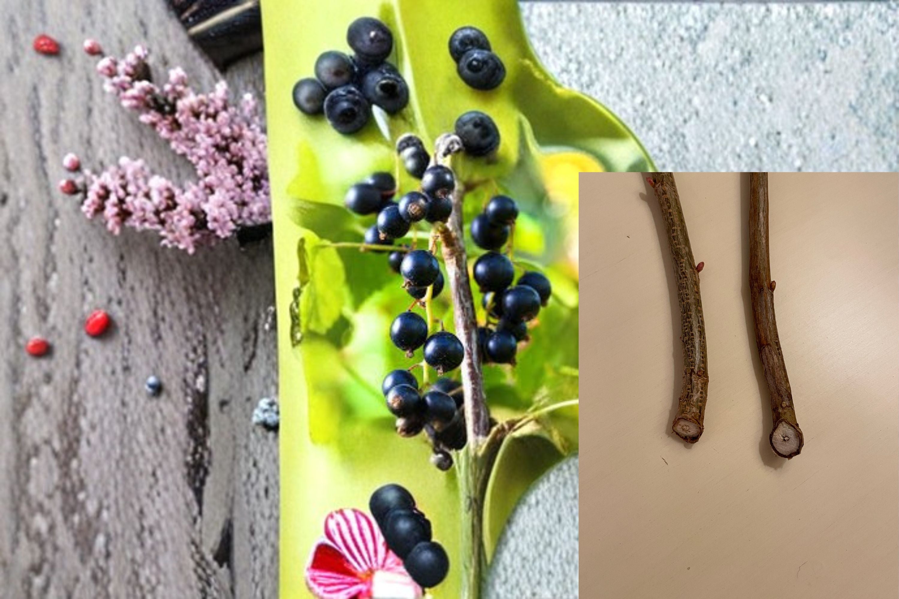 Black Currant 12 Cuttings – Ribes nigrum