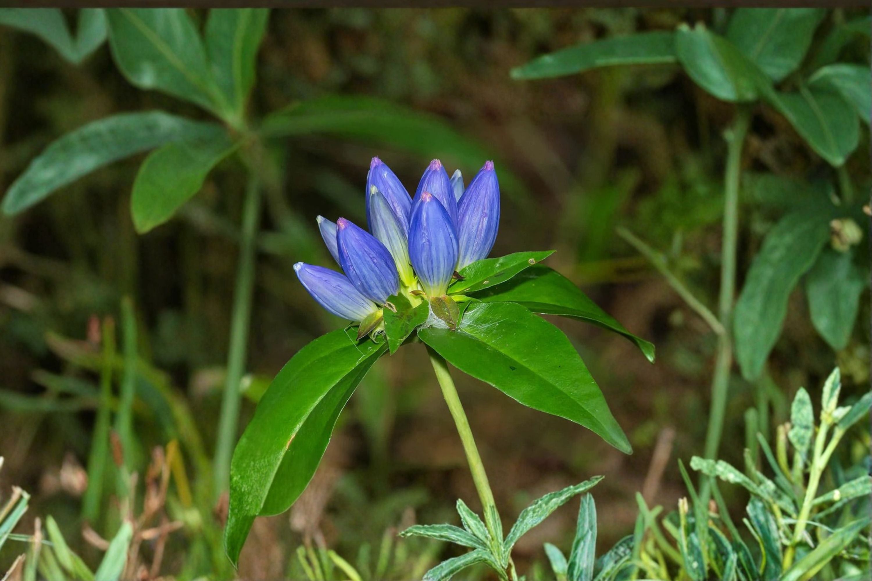 Bottle Gentian Seeds Gentiana andrewsii Blue Native Wildflower Seeds Perennial Garden Flower Planting 100 Seeds