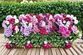 Stock Flower 1 Plant – Matthiola incana