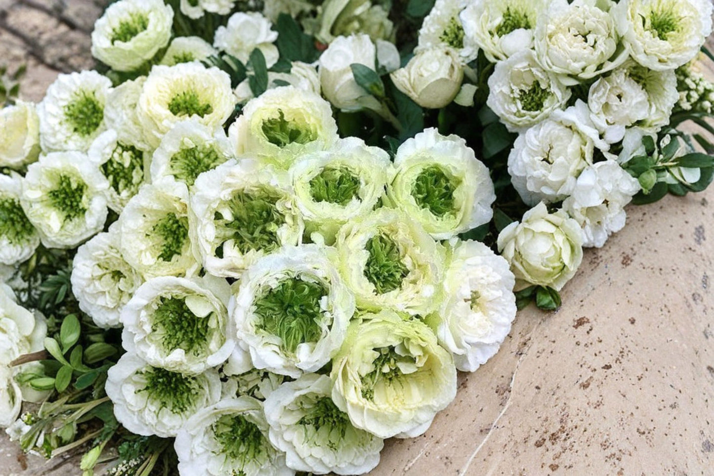 Green Heart Rose Live Plant – White Green Center Cut Rose
