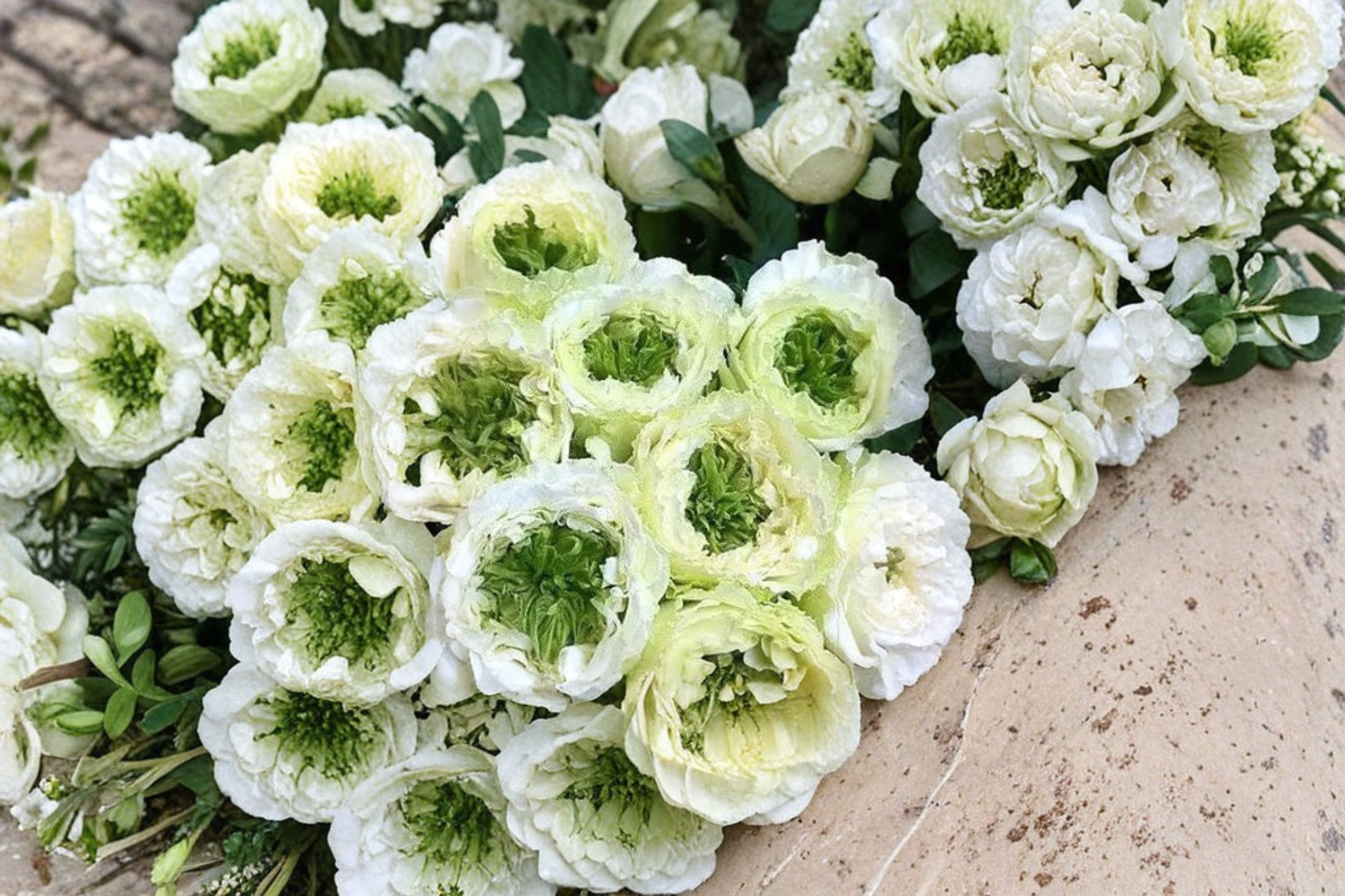 Green Heart Rose Live Plant – White Green Center Cut Rose