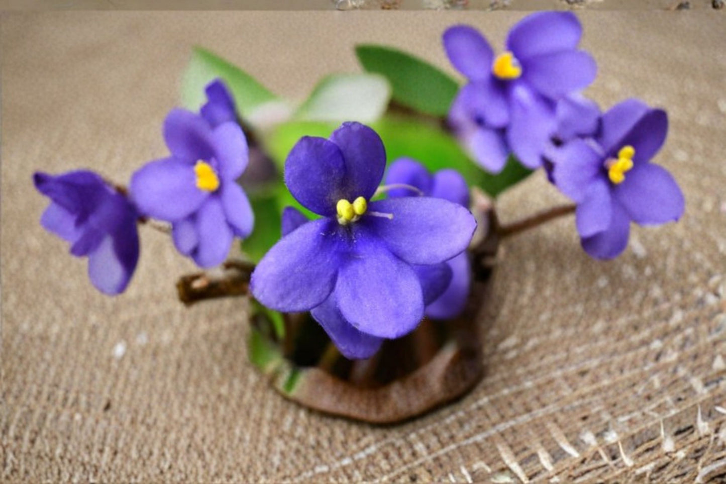 Cobalt Blue Purple African Violet Live Starter Plant – 2" Pot – Saintpaulia ionantha