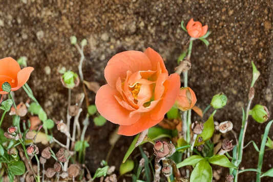 Cameo Flowering Quince Live Plant – 3.5 Inch Pot – Chaenomeles speciosa 'Cameo'