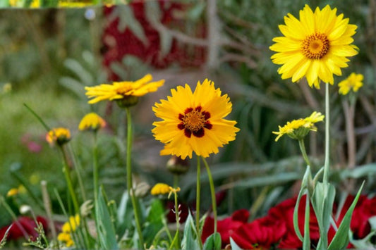 Lance Leaf Coreopsis Seeds Coreopsis Lanceolata Dwarf Yellow Perennial Wildflower Garden Pollinator Plant Sunny Border 50 Seeds