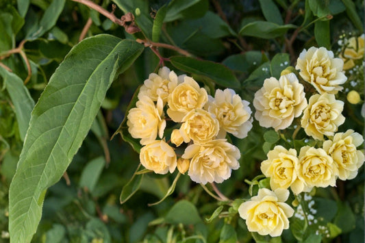 Lady Banks Yellow Climbing Rose Live Plant – 1 QT – Rosa banksiae 'Lutea'