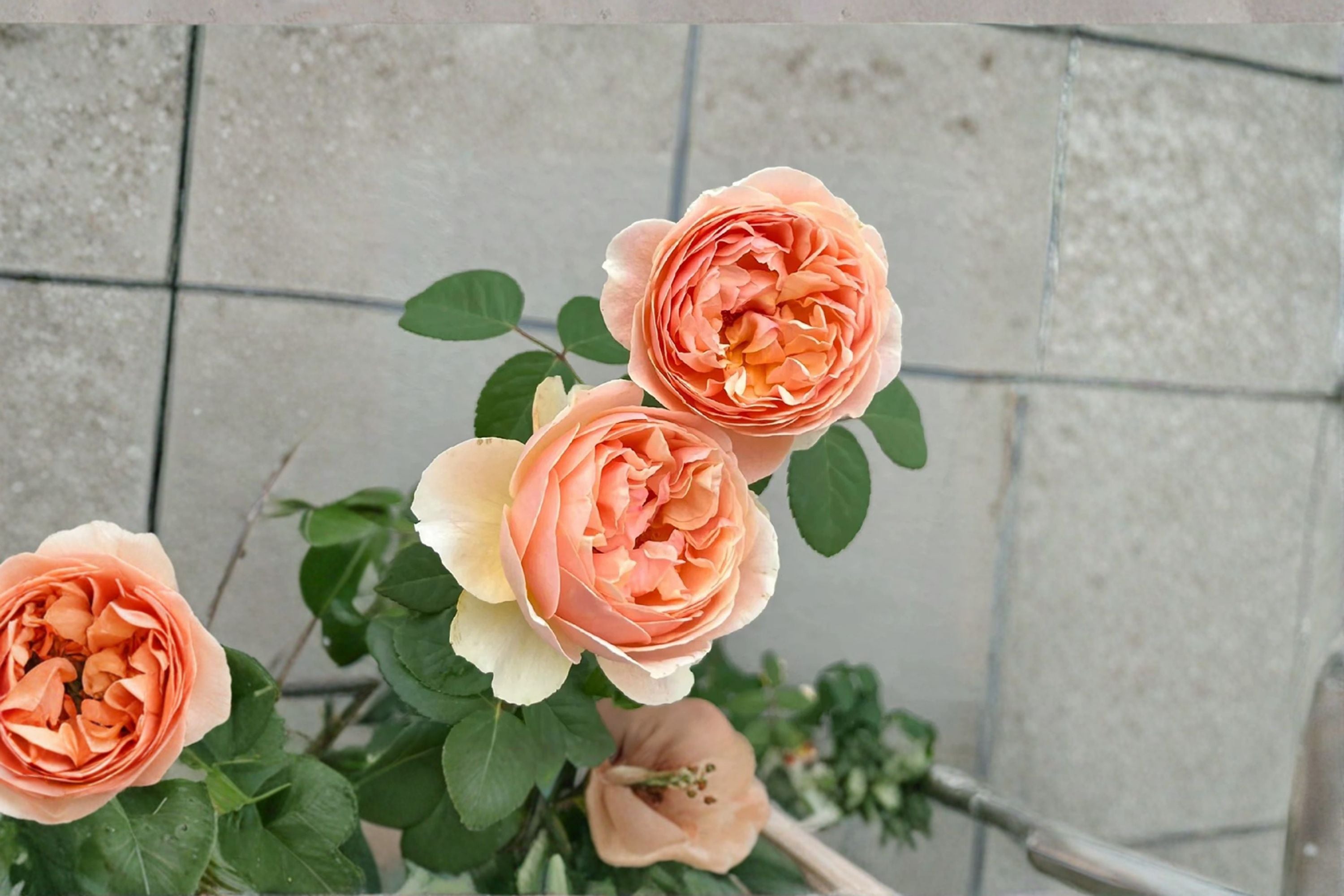 Ausjo English Rose Own Root Live Plant – Apricot Yellow Garden Rose