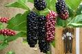 Illinois Everbearing Mulberry 10 Cuttings – Morus alba