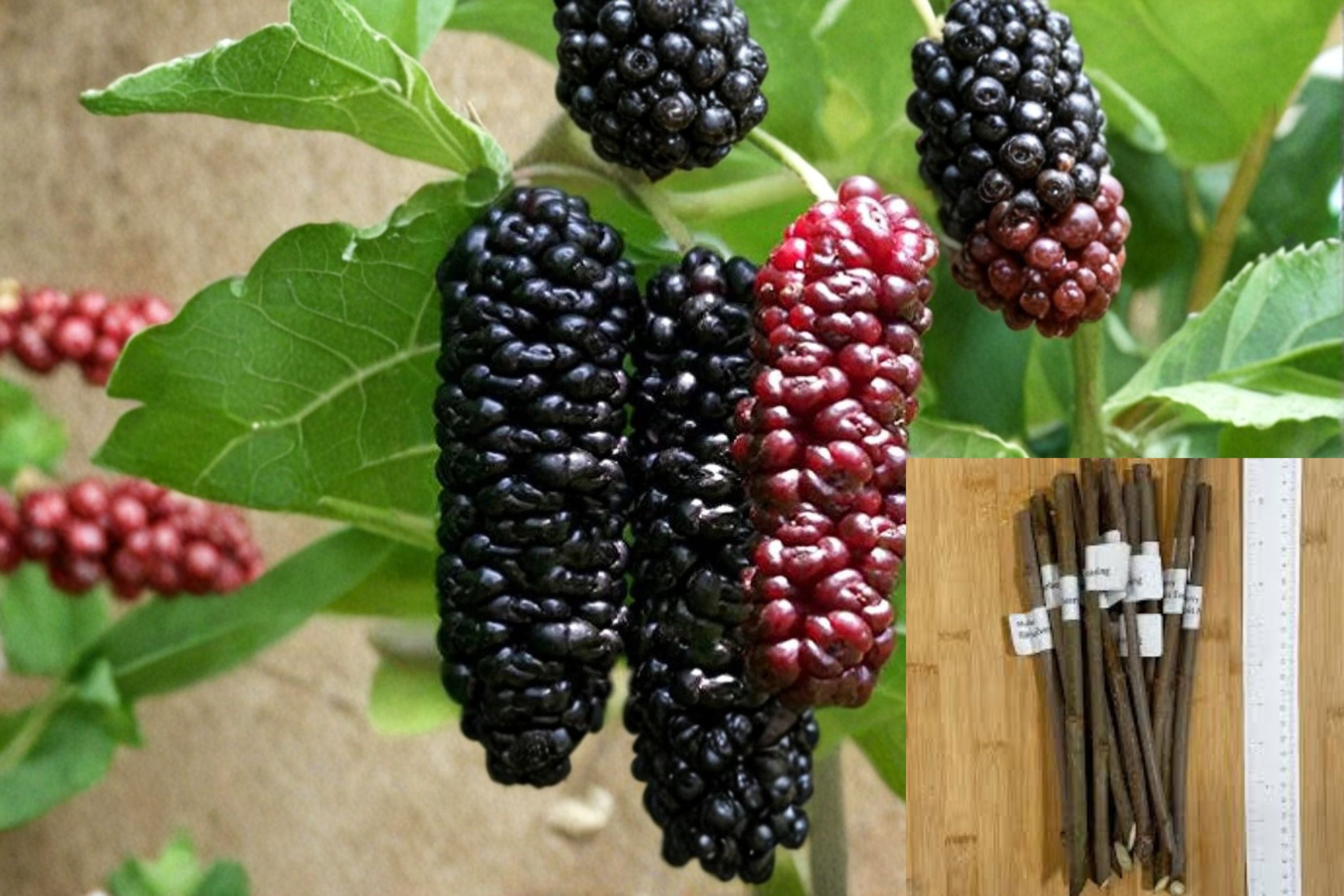 Illinois Everbearing Mulberry 10 Cuttings – Morus alba