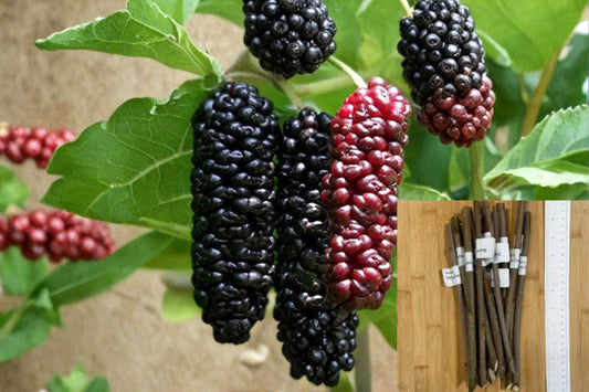 Illinois Everbearing Mulberry 10 Cuttings – Morus alba
