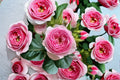Mon Coeur Rose Own Root Live Plant – Pink Fragrant Strong Garden Rose