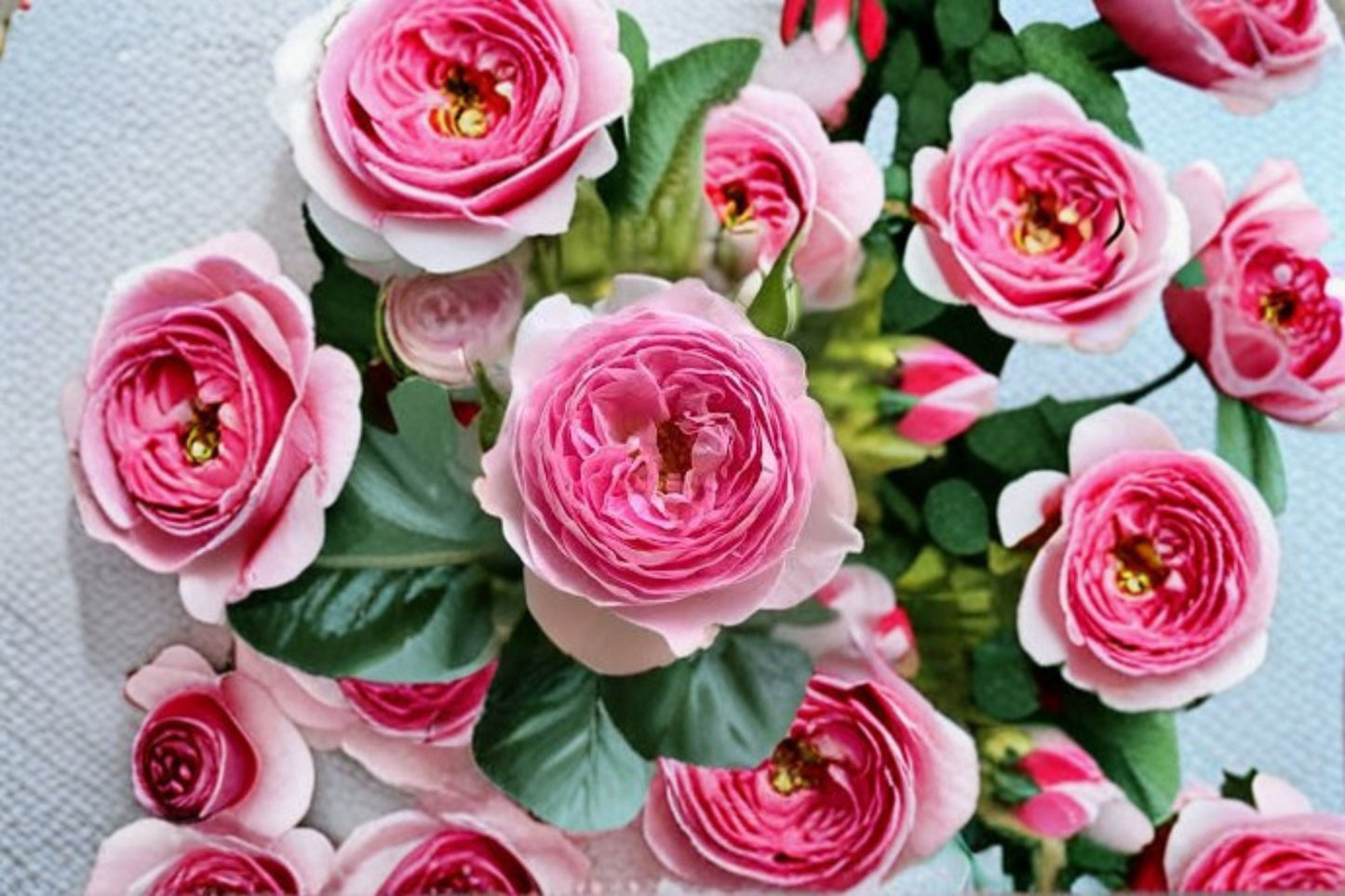 Mon Coeur Rose Own Root Live Plant – Pink Fragrant Strong Garden Rose