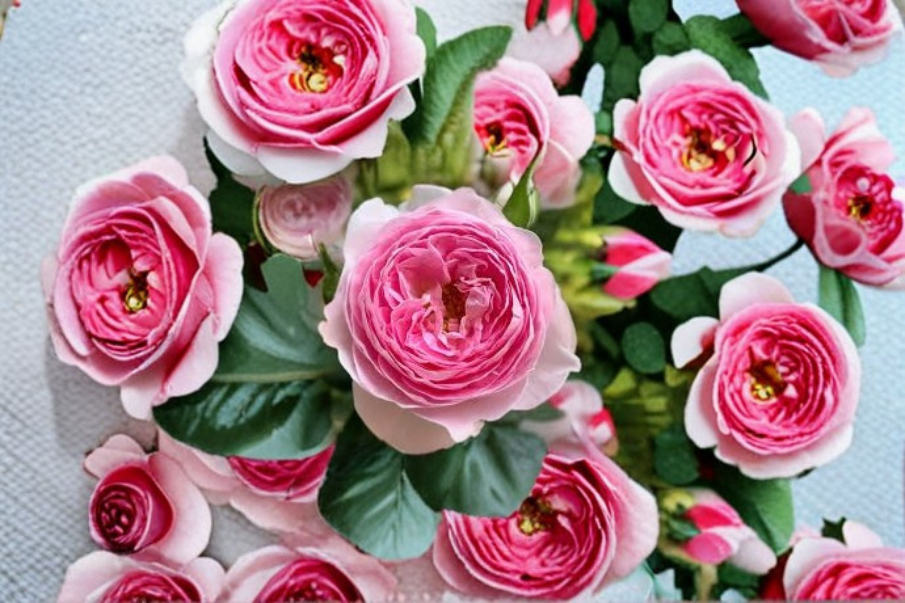 Mon Coeur Rose Own Root Live Plant – Pink Fragrant Strong Garden Rose