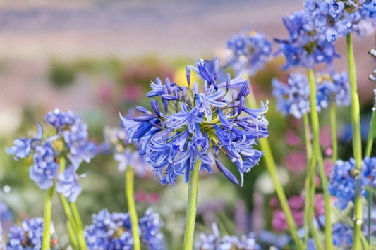 African Blue Agapanthus Live Plant – 6–8" Tall – Perennial – No Pot