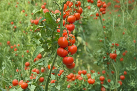 Super Beefsteak Tomato Live Plant – Heirloom – Solanum lycopersicum