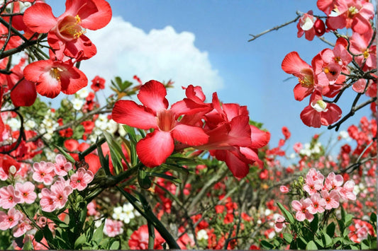 Red Desert Rose 2 Live Plants – 4–6" Tall – Adenium obesum – No Pot
