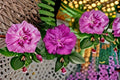 Magenta Chiffon Rose of Sharon 2 Live Plants – Pink Hibiscus syriacus