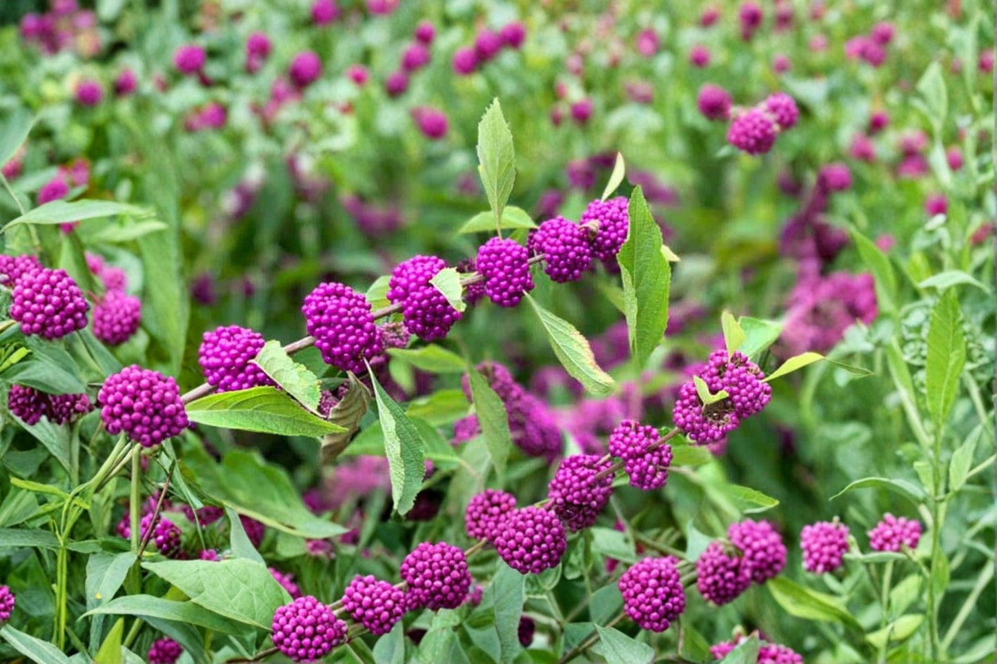 American Beautyberry 1 Live Plant in 3.5 Inch Pot – Callicarpa americana