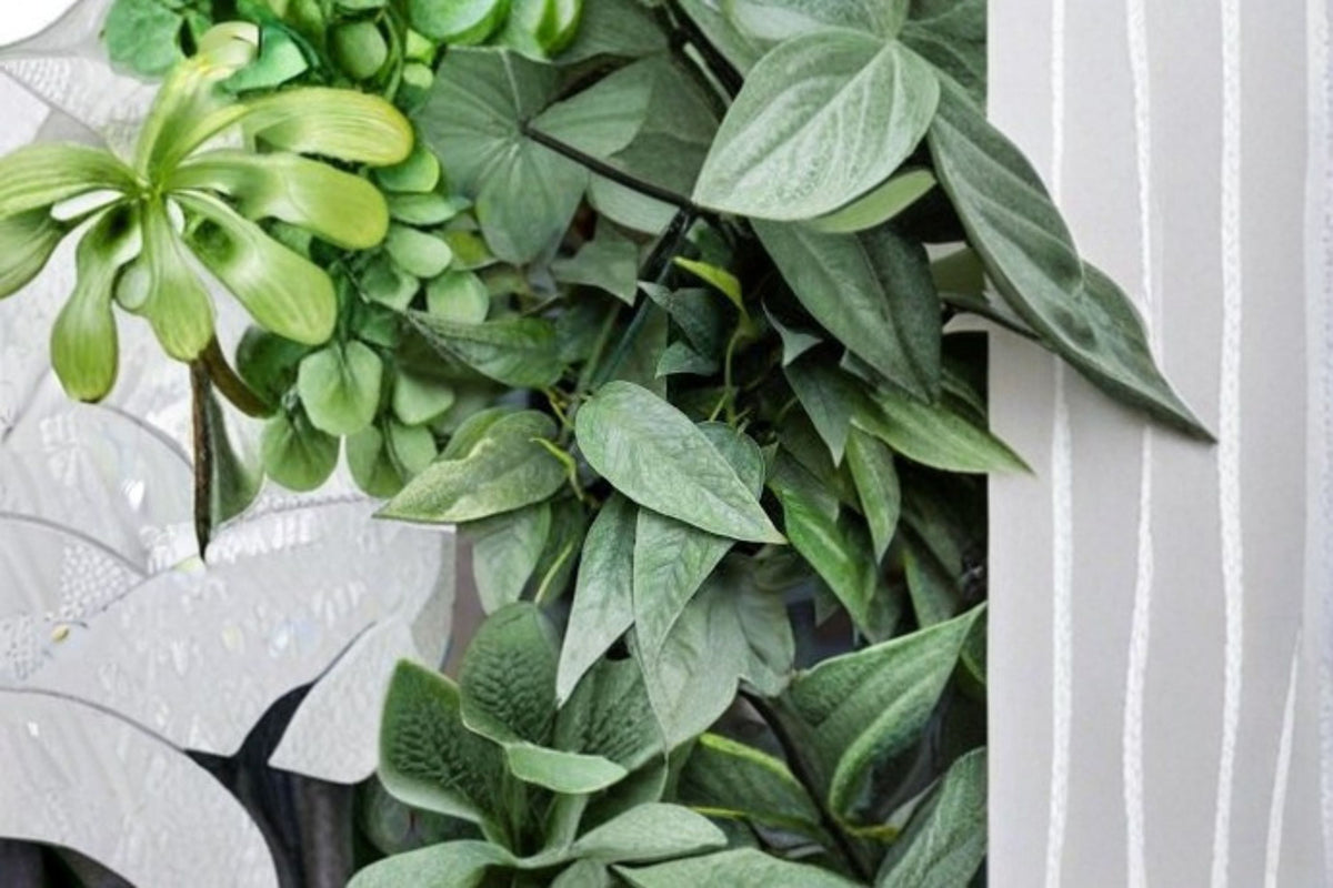 6 Cebu Blue Pothos Cuttings | Epipremnum pinnatum ‘Cebu Blue’ | Live Pothos Cuttings | Tropical Houseplant | Plant Propagation