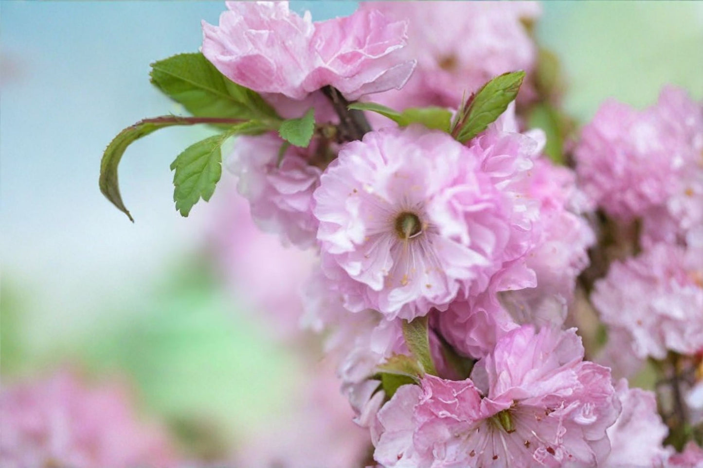 Flowering Almond Live Plant – 4" Pot – Ornamental Shrub – Prunus glandulosa