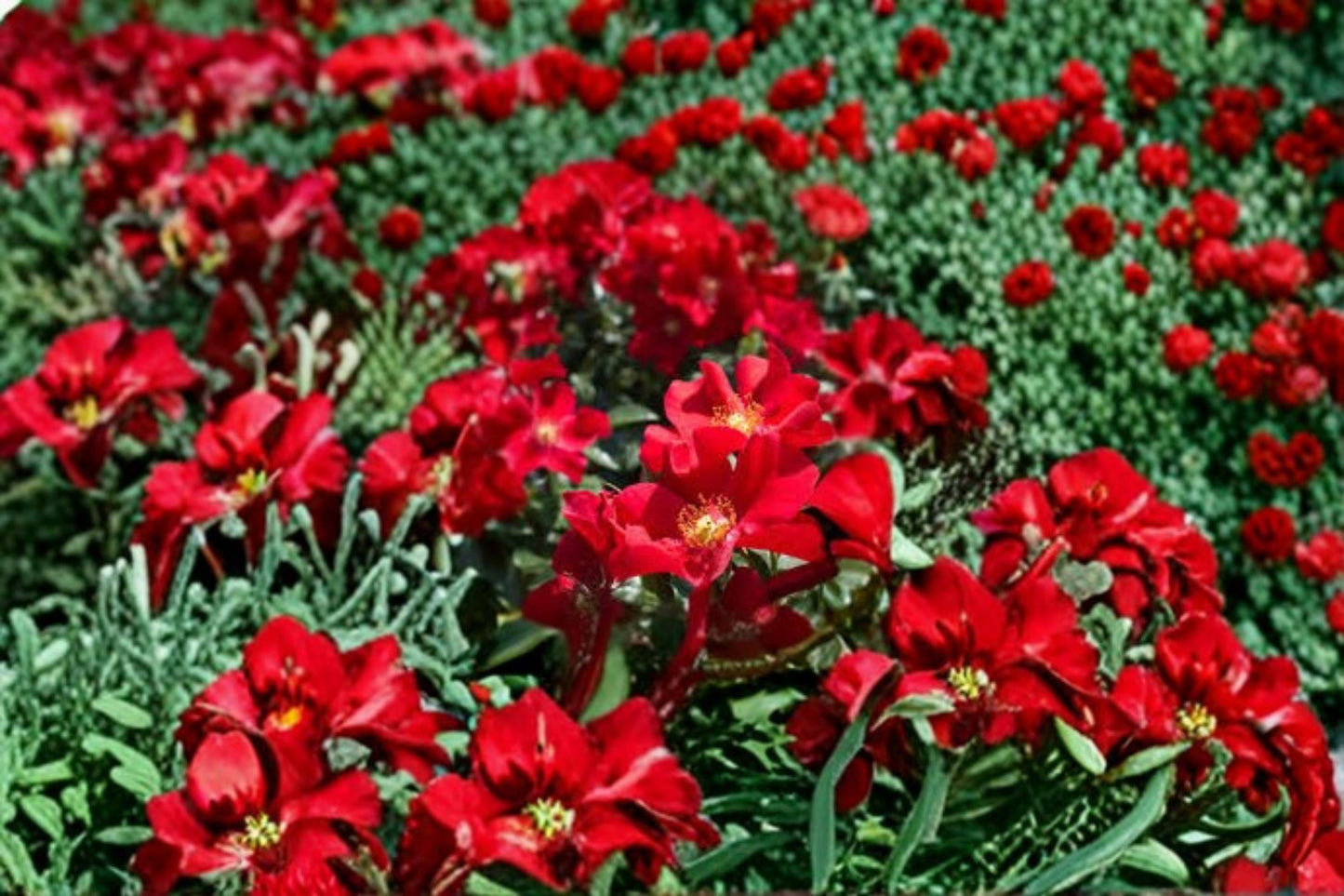 Scarlet Drift® Groundcover Rose Live Plant – 1 Quart Pot – Rosa – Zones 4–11