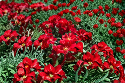 Scarlet Drift® Groundcover Rose Live Plant – 1 Quart Pot – Rosa – Zones 4–11